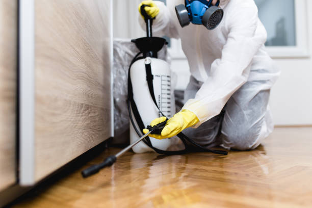 Best Affordable Pest Control Services  in Morongo Valley, CA