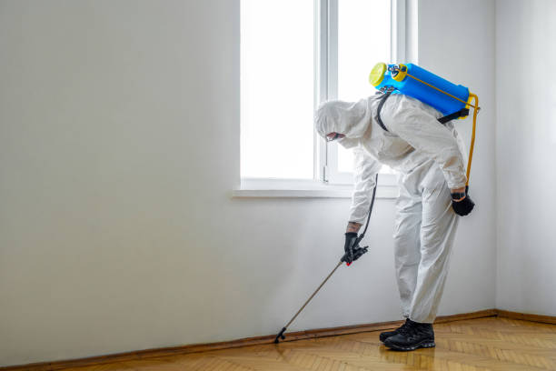 Best Mosquito Control Services  in Morongo Valley, CA