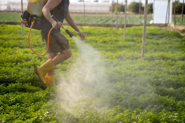 Best Pest Removal Services  in Morongo Valley, CA