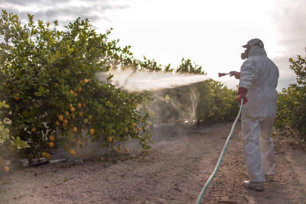 Flea Control Services in Morongo Valley, CA