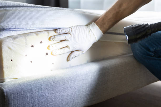 Best Emergency Pest Control  in Morongo Valley, CA