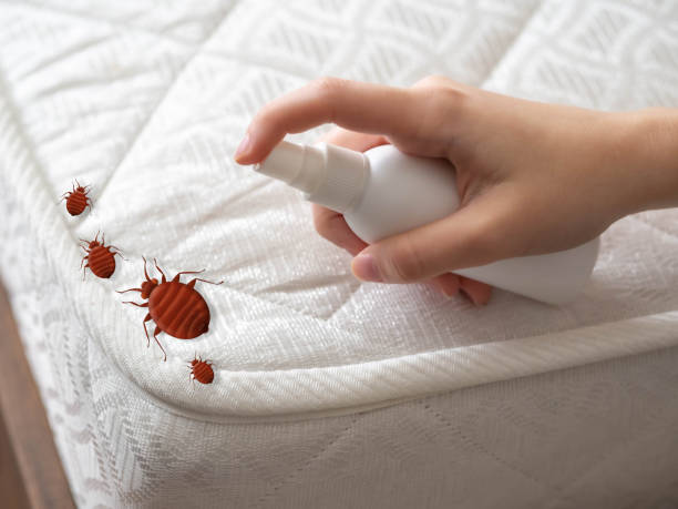 Best Cockroach Control Services  in Morongo Valley, CA