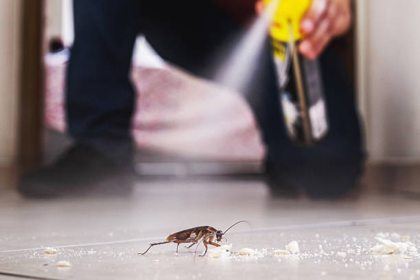 Best Rat Extermination Near Me  in Morongo Valley, CA
